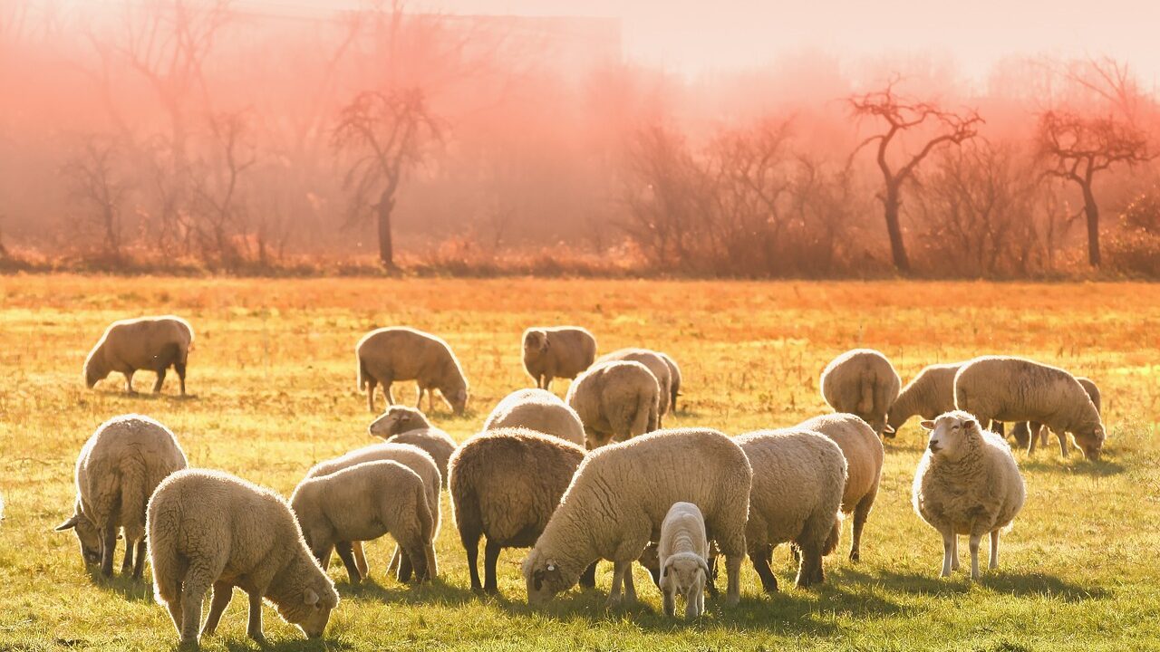 Owce Tradycje Pasterskie